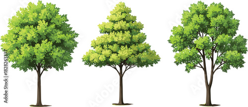 Three deciduous trees with varied canopy shapes, green foliage, botanical vector, nature illustration, isolated white background, landscape design element