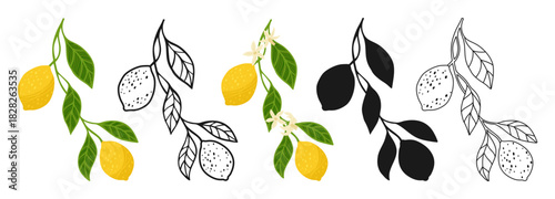 Lemon branch symbol cartoon set. Different lemon plant with foliage and flower linear doodle icon or silhouette collection. Juicy stylized citrus abstract lemons sign fruits drawn vector illustration