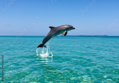 A dolphin leaps out of the clear turquoise ocean water, creating a splash against a bright blue sky, with land visible in the distance.