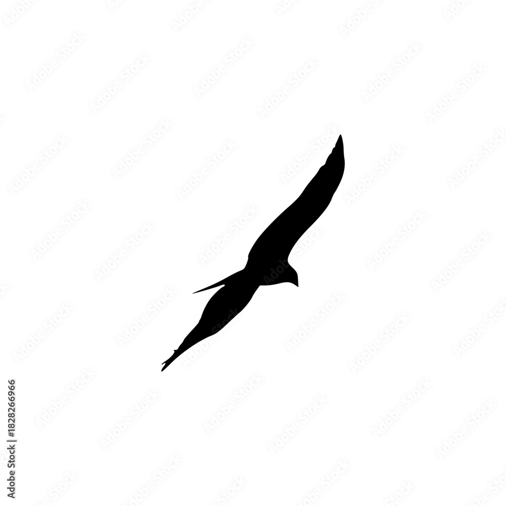 Fototapeta premium seagull in flight