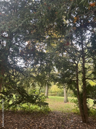 Berlin Germany October 2025 Quiet park bench framed by green shrubs and tall autumn trees