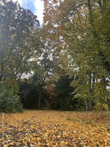 Berlin Germany October 2025 Leaf covered park path framed by autumn trees under soft sky