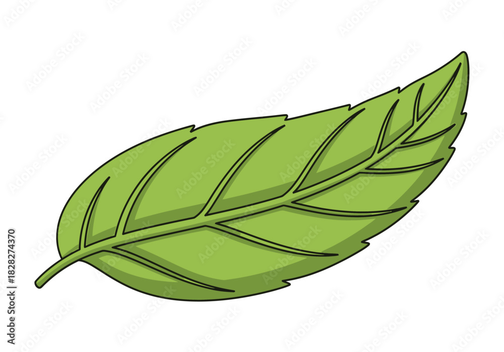Fototapeta premium Green Leaf Illustration