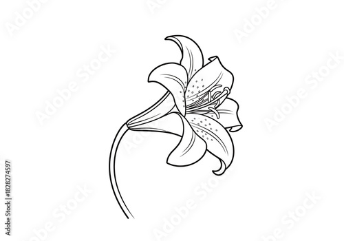 Elegant Botanical Lily Flower Line Art