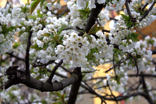 Cherry blossom branches in full bloom, Prague, Czech Republic, May, 2010