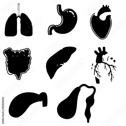 set of human internal organ