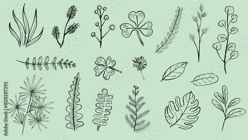 Illustrated leaves and plants in black line art on a green background. Botanical sketches of leaves, plants, and foliage. Simple, artistic plant designs. Cute leaf illustrations, vector set.