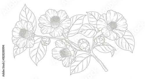 Delicate camellia flower outline illustration showcasing botanical elegance and intricate