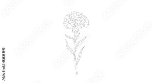 Delicate floral outline drawing of a carnation flower on a white backdrop