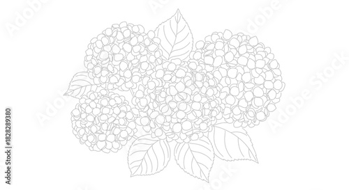 Delicate line art illustration of a blooming hydrangea flower cluster with detailed leaves for