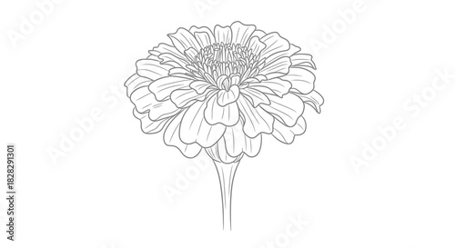 Elegant Floral Outline: Intricate Zinnia Flower Illustration on White Background