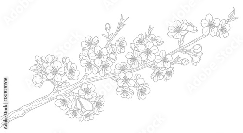 Delicate cherry blossom illustration, capturing the ephemeral beauty of spring bloom