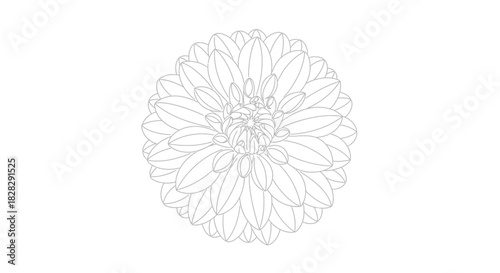 Elegant floral design featuring intricate petal layering with delicate line work artwork