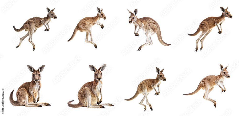 Obraz premium Collection of Kangaroo jumping A kangaroo takes a powerful leap, pushing off the ground with both hind legs. full length isolate on transparent background