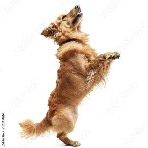 Dog shaking A dog shakes its body vigorously, fur rippling. full length isolate on transparent background