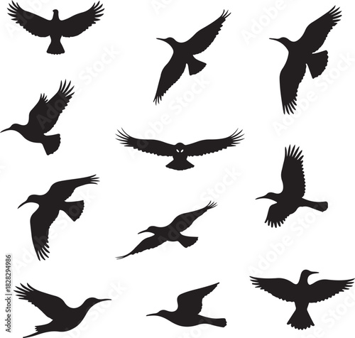 Collection of black bird silhouettes in flight on white background