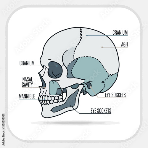 Labeled illustration of a human skull showing cranial and facial bones.