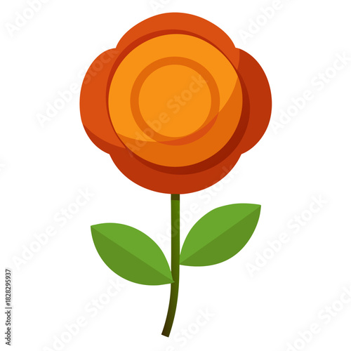 penny flower on white background