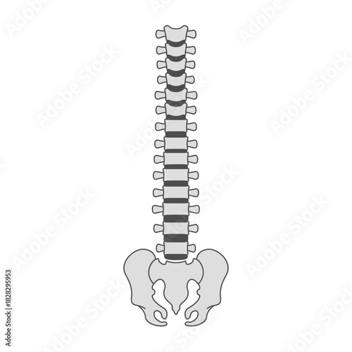 Human spine and pelvis illustration with gray and black tones.
