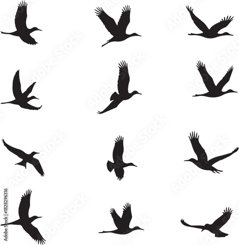 Twelve black silhouettes of birds in flight against white background