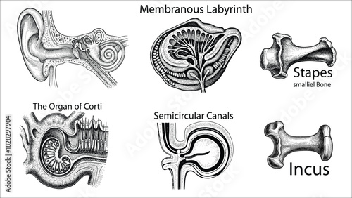 Set of 6 Anatomical Ear Illustrations B&W Line Art Clipart Bundle