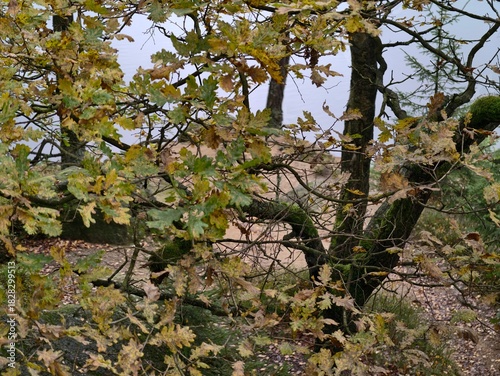 Bild auf Leinwand rustling foliage above open land, crisp seasonal atmosphere with silhouetted tre