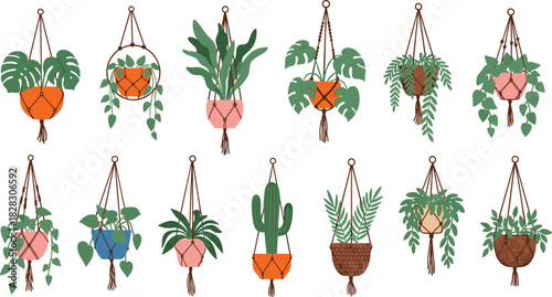 Set of beautiful indoor hanging plants in colorful macrame planters, featuring various tropical and succulent houseplant species vector collection
