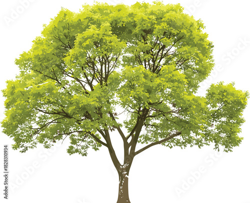 Lush deciduous tree with vibrant green foliage, broad canopy, sturdy trunk, botanical illustration for nature, forest, environment, and landscape themes.