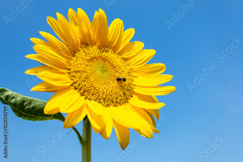 Sunflower and bee in the blue sky background