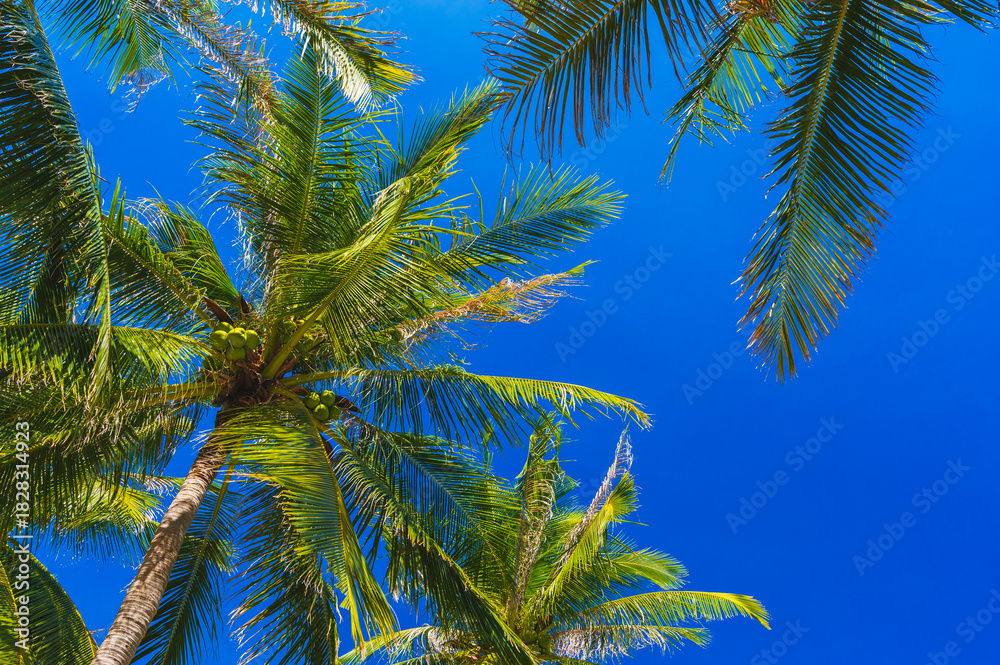 Naklejka premium background with green leaves of coconut palm trees against a blue sky in the tropics in summer on tropical resort. Concept of tourism and travel