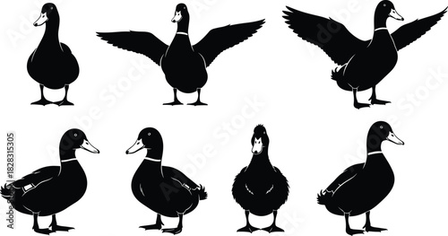 Silhouette vector set of ducks in various poses, standing and flying, ideal for wildlife, nature, and educational design themes.