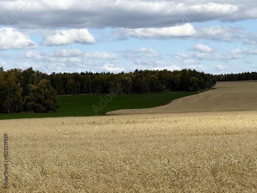 Serene rural landscape, Quiet countryside scene with rolling