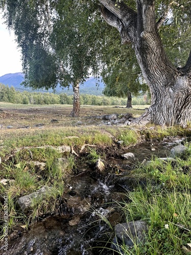 Stream in nature, Gentle river winding through lush landscape