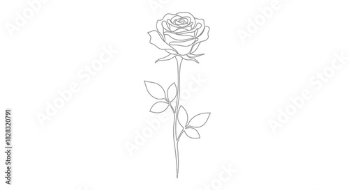 Fotografija Elegant minimalist line art illustration of a single long-stemmed rose flower on