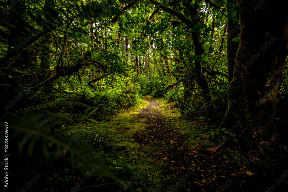 Obraz premium A Quiet Wandering