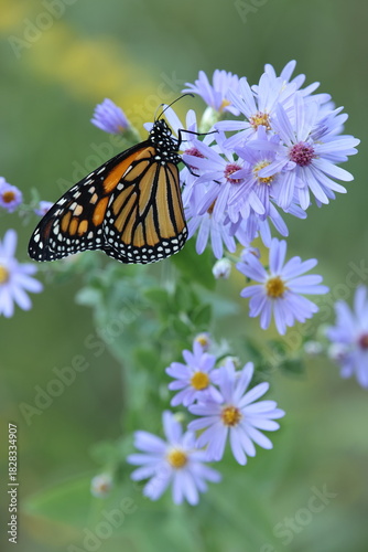 Photography Monarch butterfly on smooth blue aster flowers.