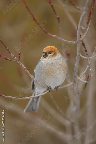 Female pine grosbeak perched on a branch.