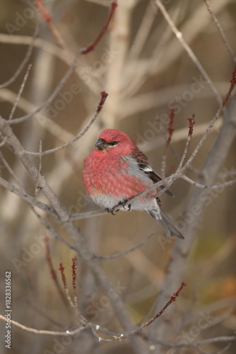 Male pine grosbeak perched on branch.