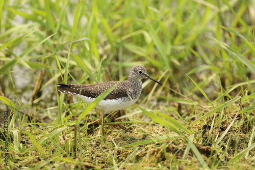 Greater yellowlegs in the grass