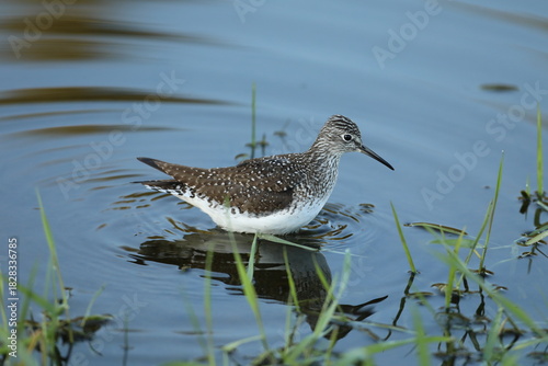Yellowlegs wading in pond