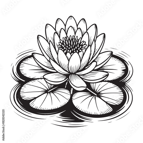 Elegant monochrome water lily illustration with detailed petal and leaf designs