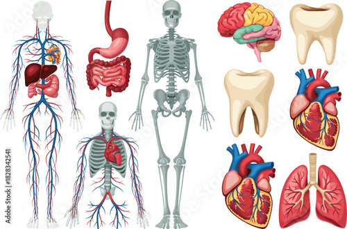 Comprehensive Human Anatomy Vector Set Featuring Skeletal, Circulatory, Digestive Systems, Brain, Heart, Lungs, and Detailed Teeth for Medical and Biological Education.