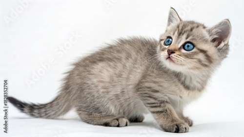 Cute young British tabby kitten sitting on a white background, adorable small domestic feline pet isolated for a portrait