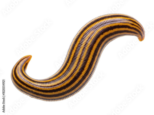 Segmented Leech with Yellow and Black Stripes invertebrate