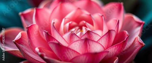 Wallpaper Mural Intricate swirling petals, vibrant hues, blurred edges, soft focus,  background,  blurred background Torontodigital.ca