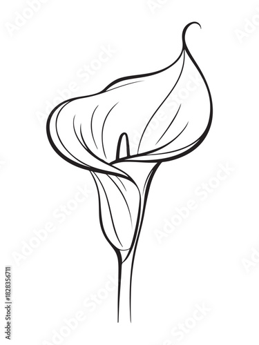 Elegant Calla Lily Flower Line Art on White Background Illustration Artwork