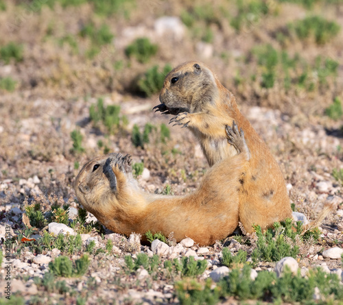 Juvenile black‑tailed prairie dogs (Cynomys ludovicianus) interacting playfully with each other in Prairie dog city, Lubbock, Texas