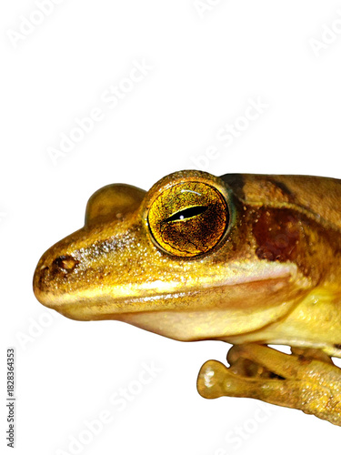 Close-up of a Tree Frog's Eye Png