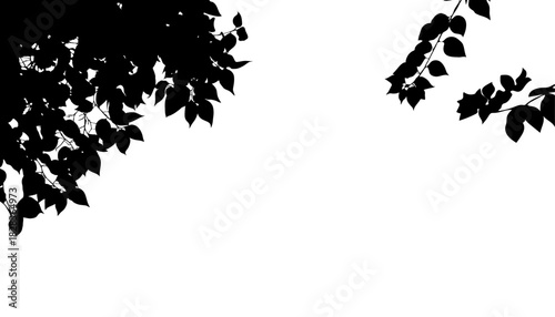 A detailed black silhouette of Bougainvillea branches with distinct leaves and floral bracts, natural border in upper corners. Isolated background, tropical designs, botanical overlays, organic frames