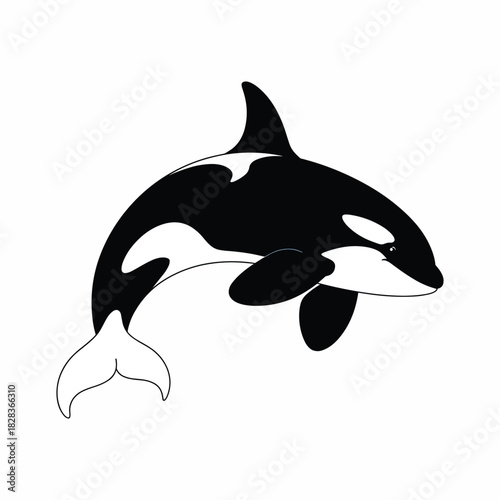 Black and white killer whale orca leaping out of water simple cartoon illustration marine mammal ocean